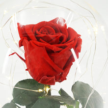 Load image into Gallery viewer, Real Preserved Forever Enchanted Red Rose
